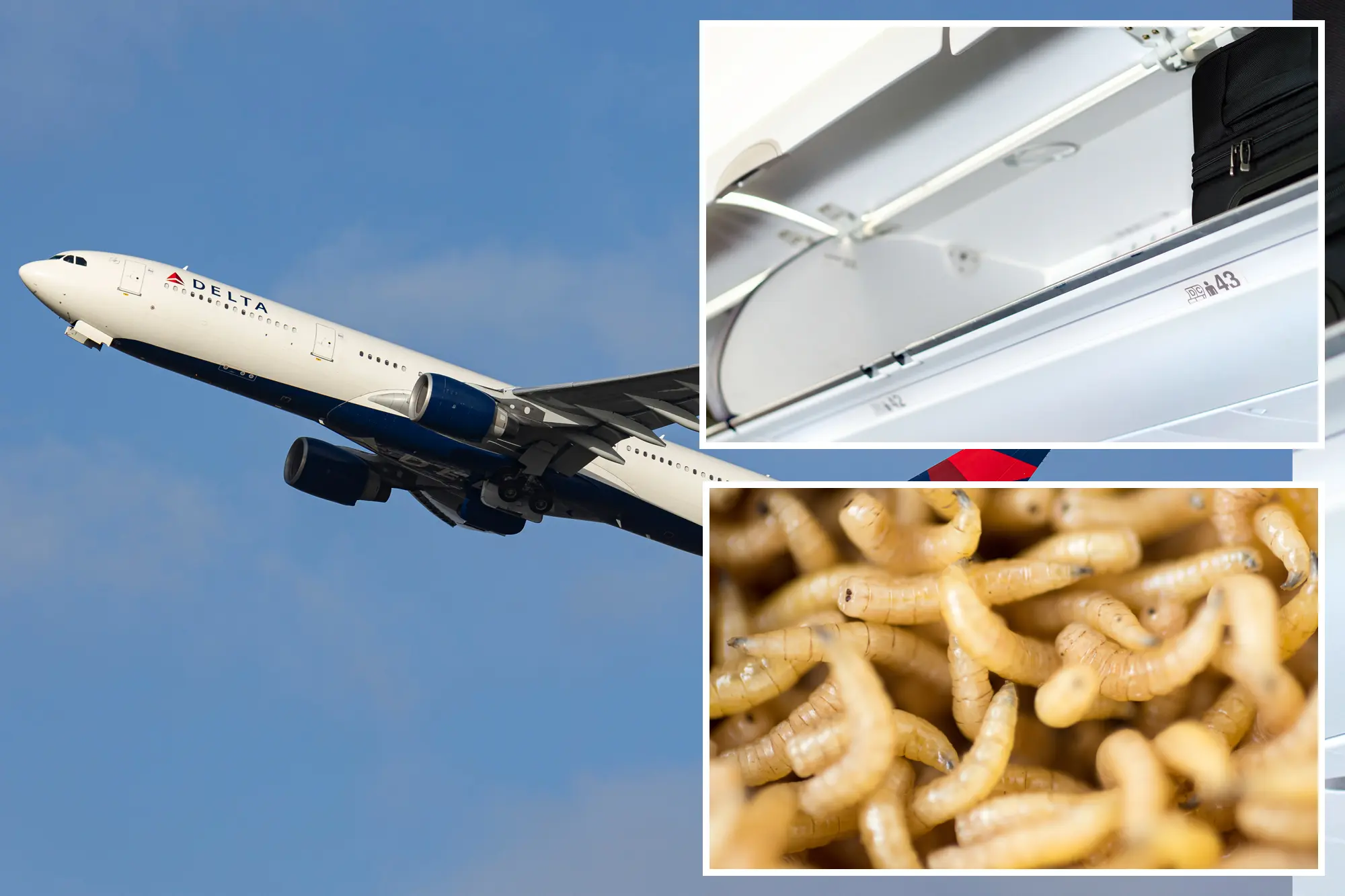 Delta Airplane returns to Amsterdam : Maggots on the Move!